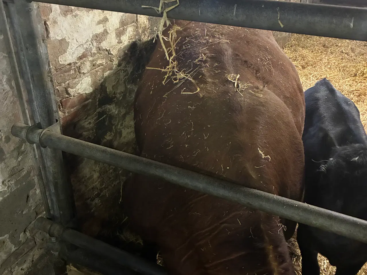 Billede 2 - Krydsning kvie Til salg