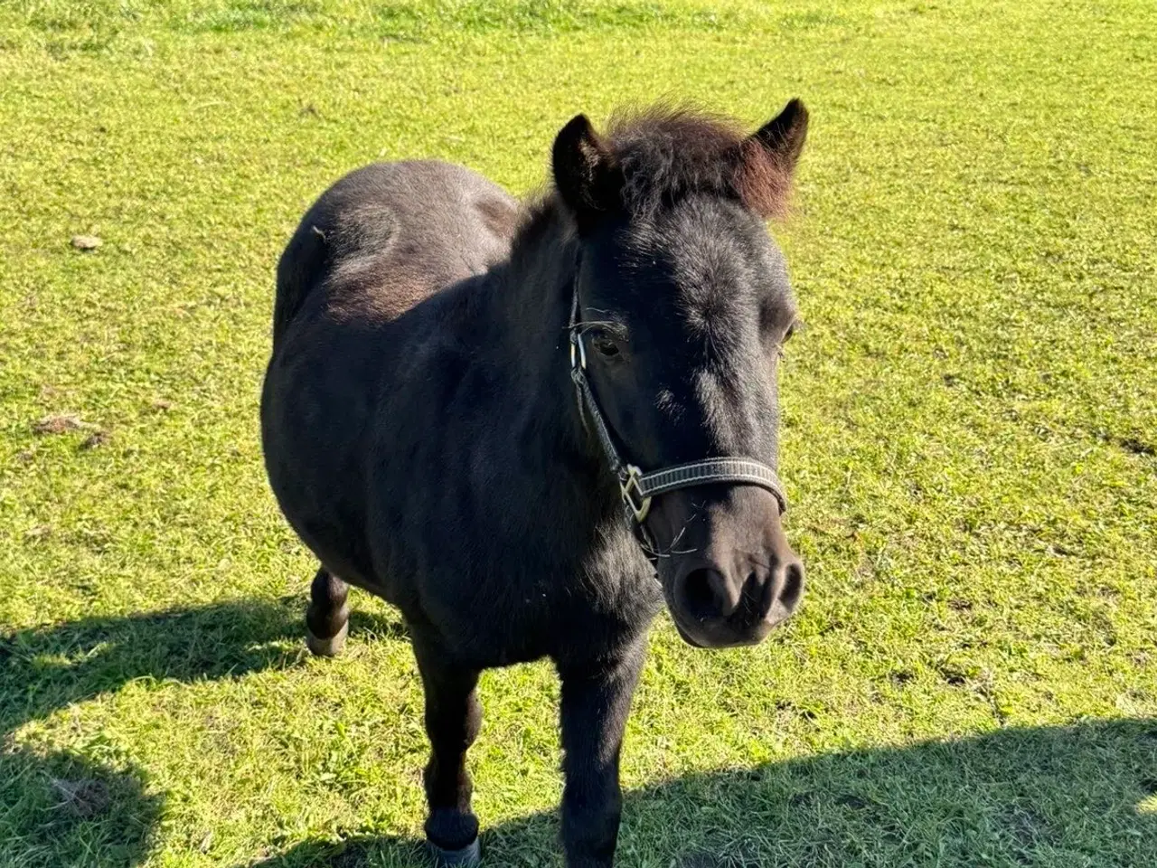 Billede 7 - Sort Shetlænder pony søger kærlig familie