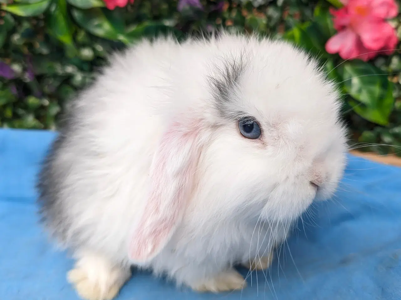 Billede 7 - Minilop kaninunge sælges 