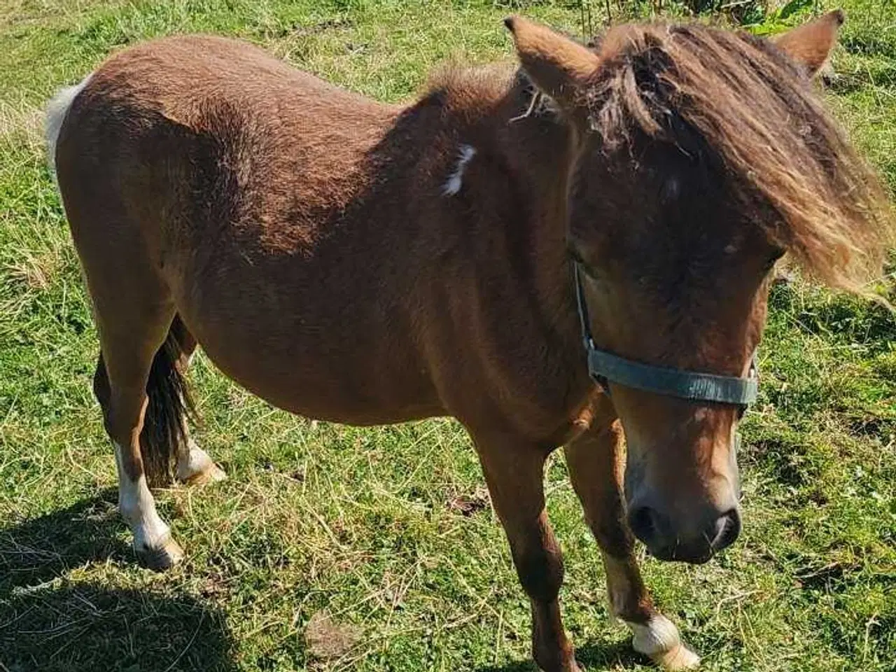 Billede 9 - Betten meget sød hingst 