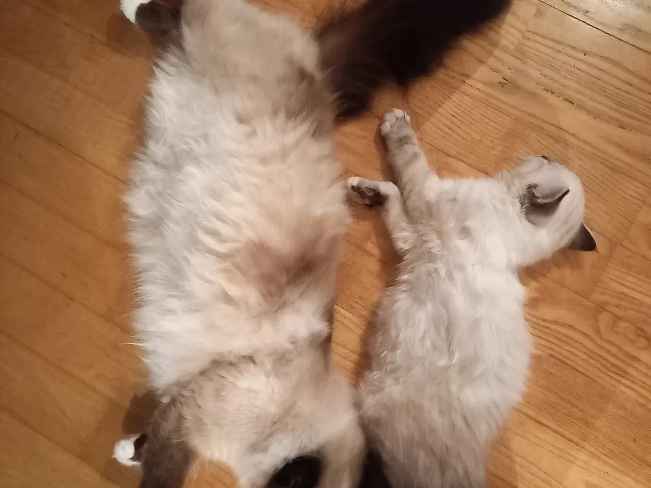 Billede 6 - Hellig Birma Killinger 