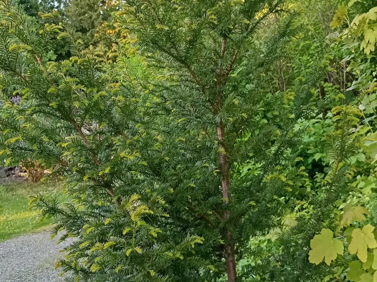 Billede 1 - Taks plante. Træ / Busk