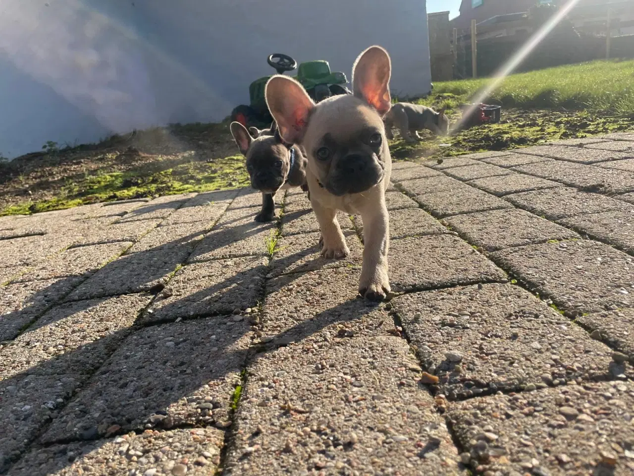 Billede 4 - Fransk Bulldogge Hvalpe