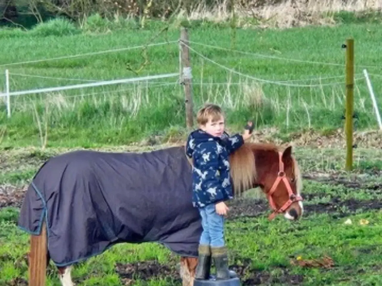 Billede 2 - Børne ponyen 
