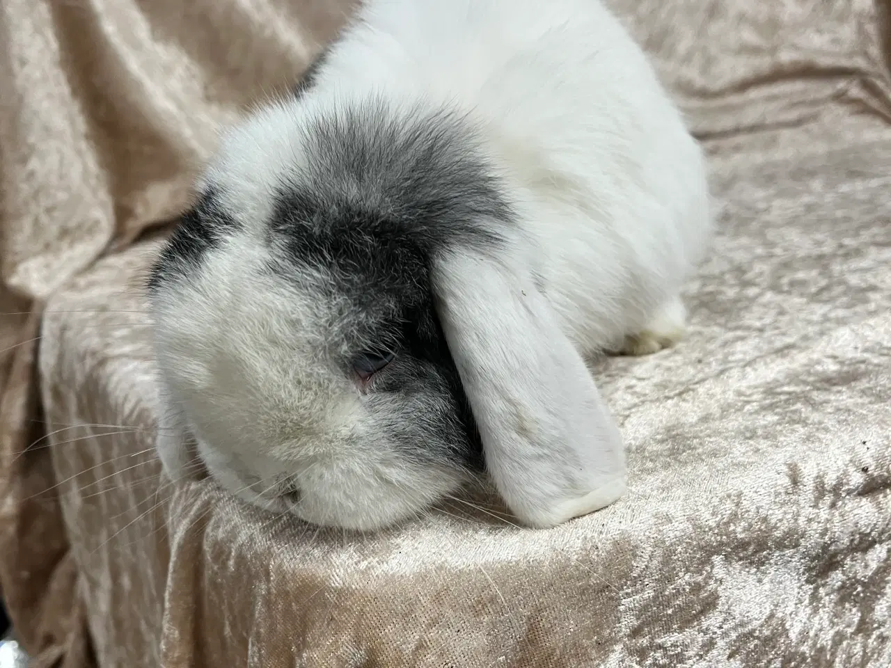 Billede 2 - Mini lop