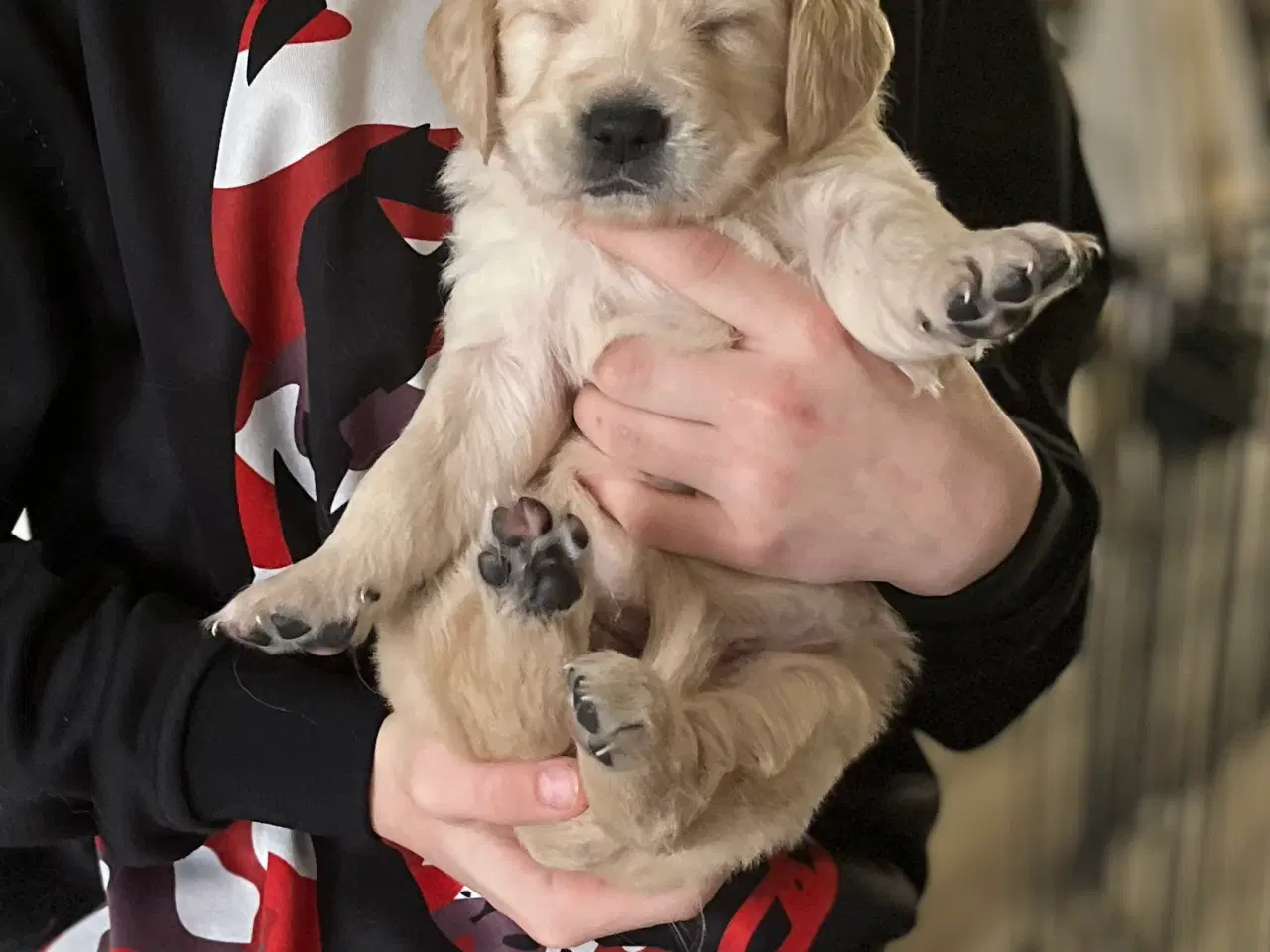 Billede 6 - Golden Retriever hvalpe