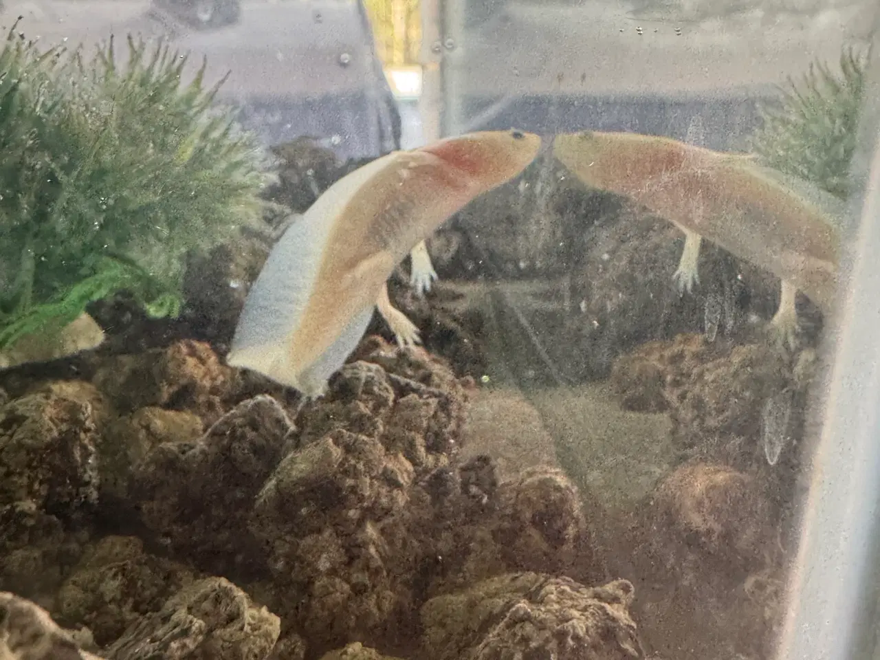 Billede 2 -  Axolotler