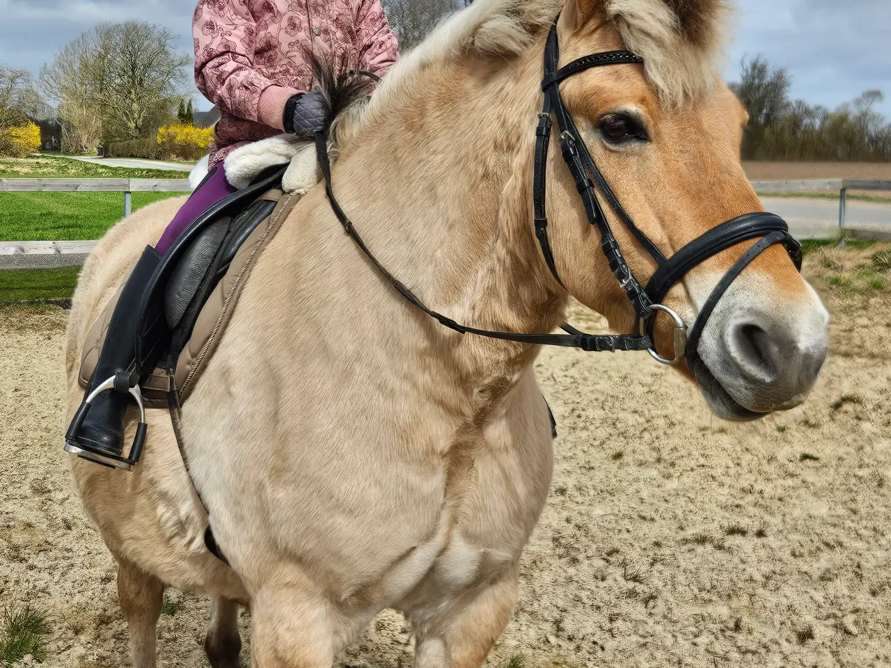 Billede 11 - Fjordhest/Nordbagger