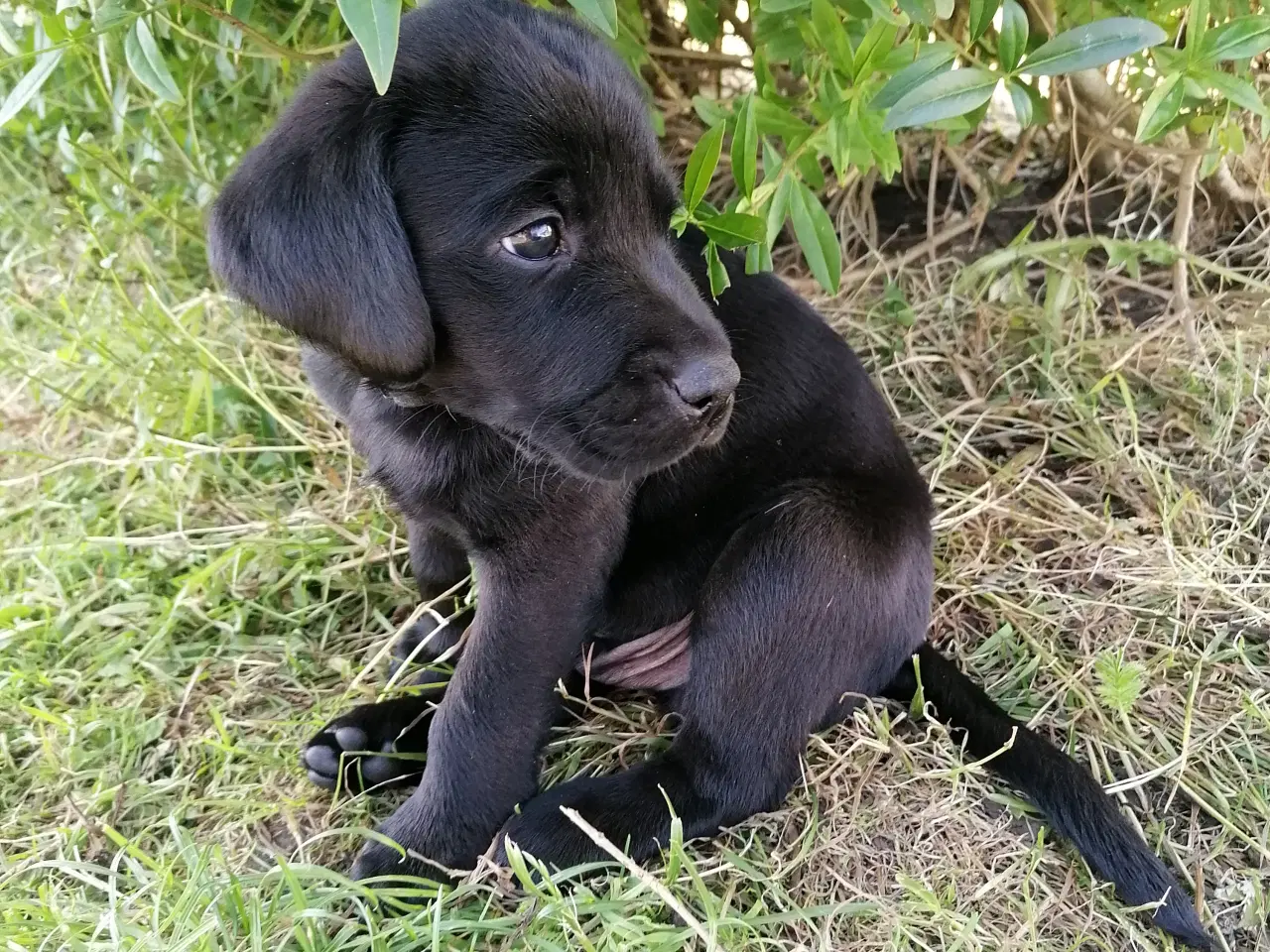 Billede 2 - Labrador hvalpe  2stk tilbage 