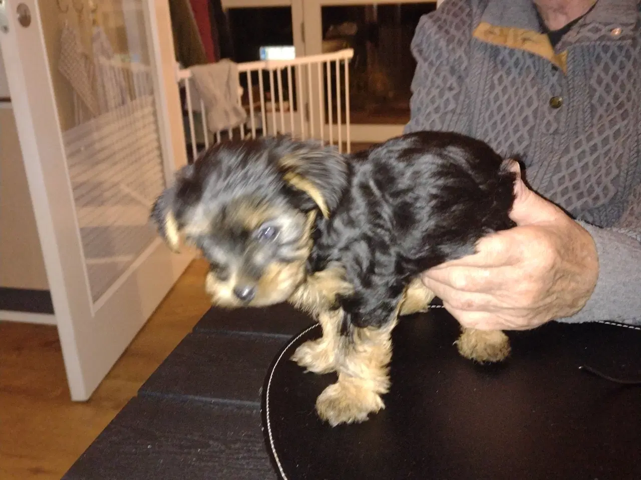 Billede 2 - Yorkshire Terrier hvalp, pige 8 uger