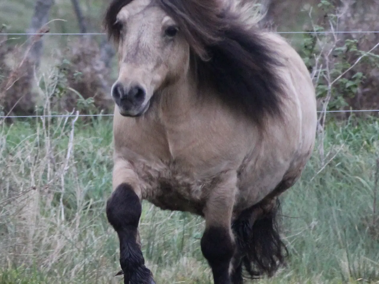 Billede 9 - Kåret avlshingst, sidste chance som hingst!