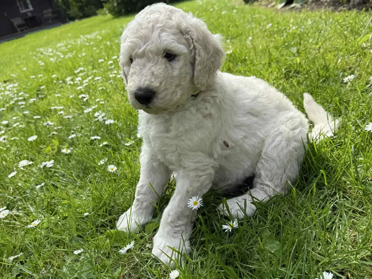 Billede 12 -  Goldendoodle 2. generation 