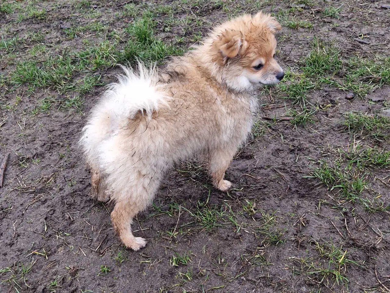 Billede 2 - Lille krudtugle søger sit forevige hjem