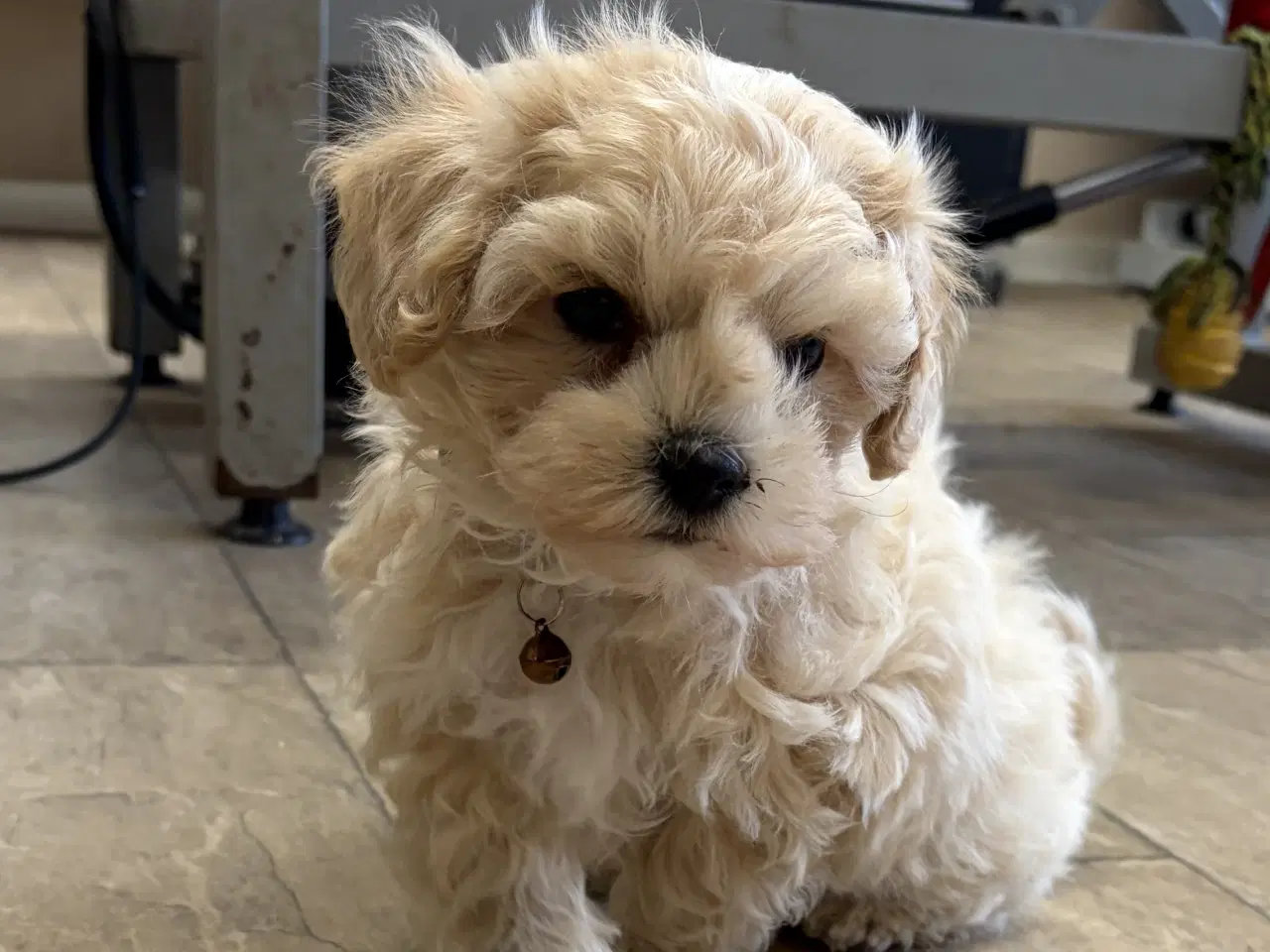 Billede 3 - 1 Mini Maltipoo dreng må rejse nu 