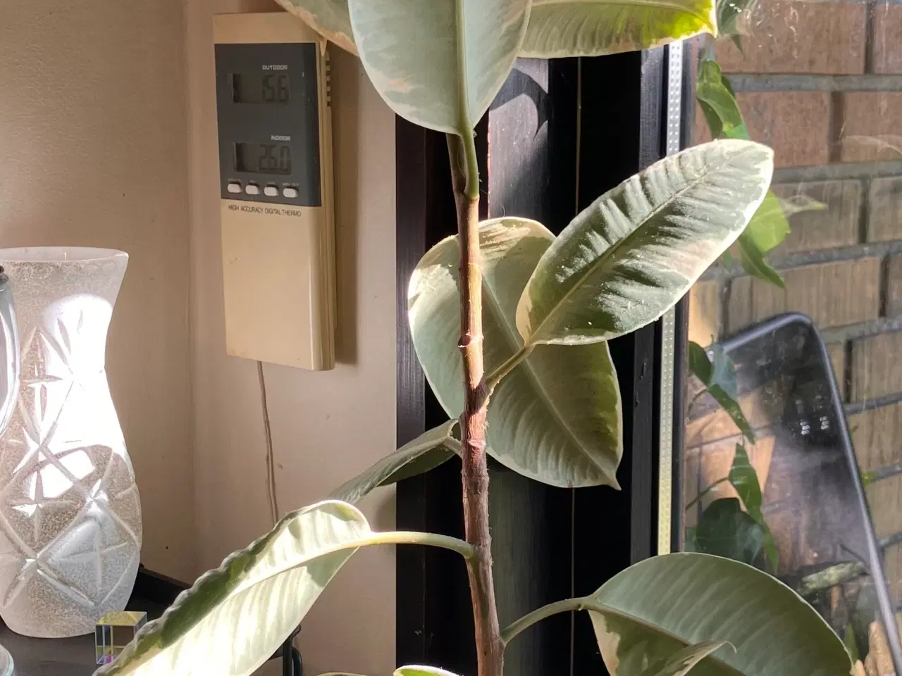 Billede 1 - To store Gummitræ, Ficus elastica