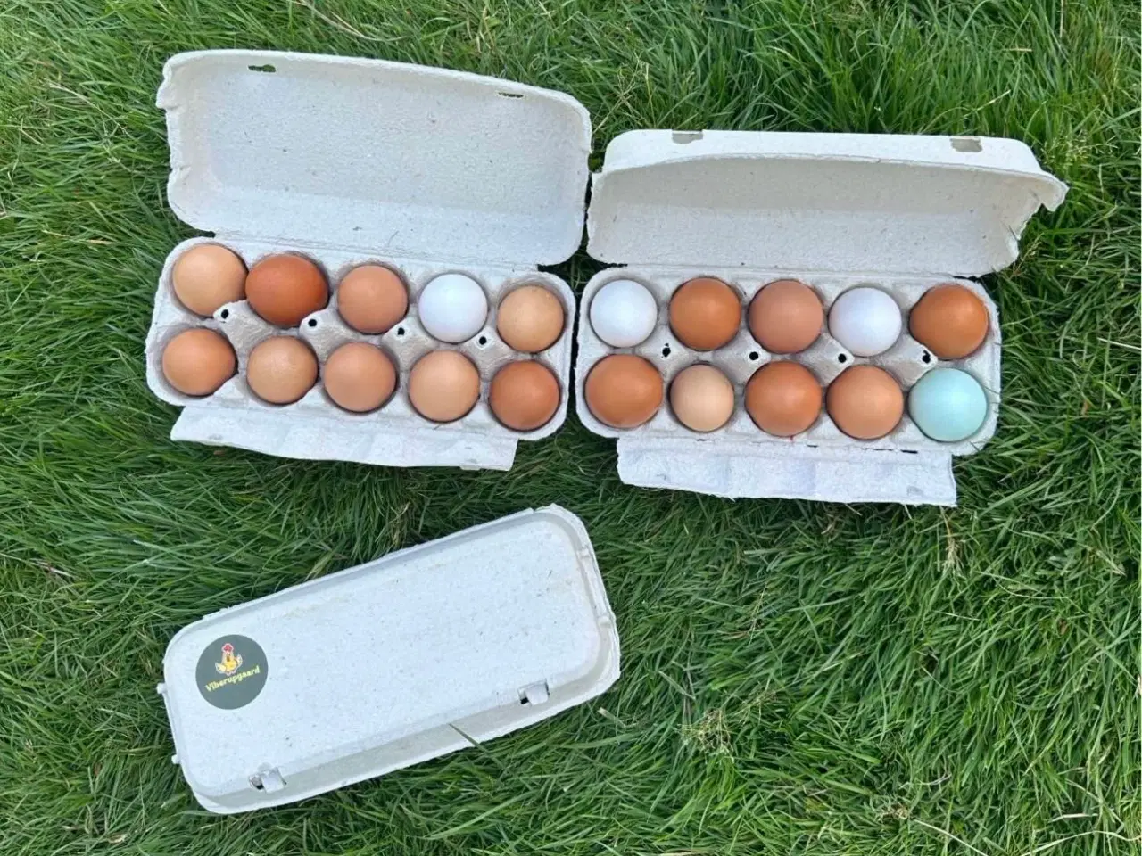 Billede 2 - Friske landæg