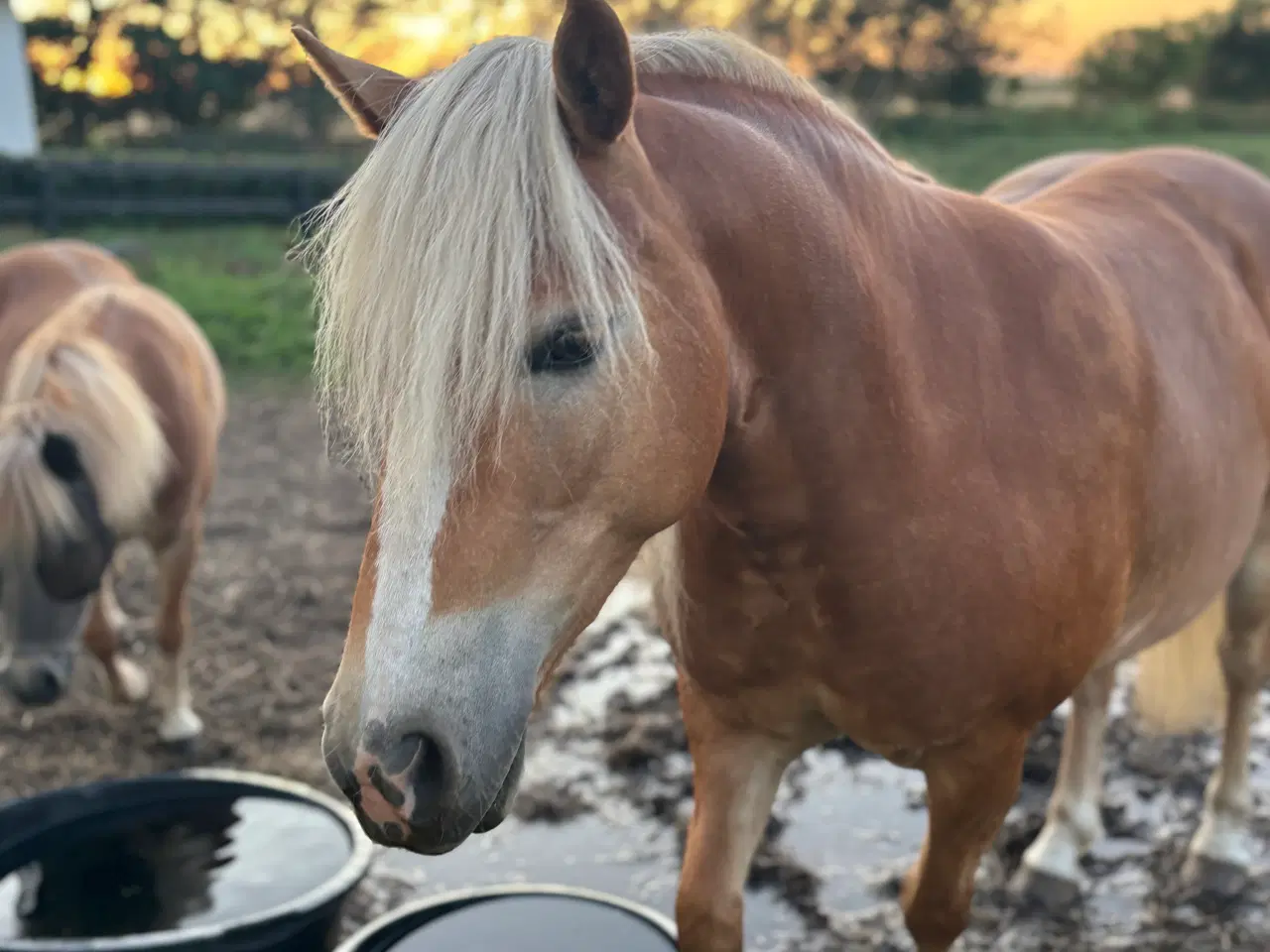 Billede 1 - Haflinger Hoppe 