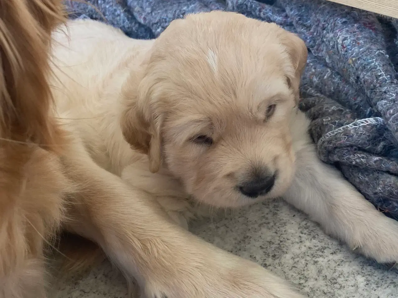 Billede 2 - Golden retriever hvalp 