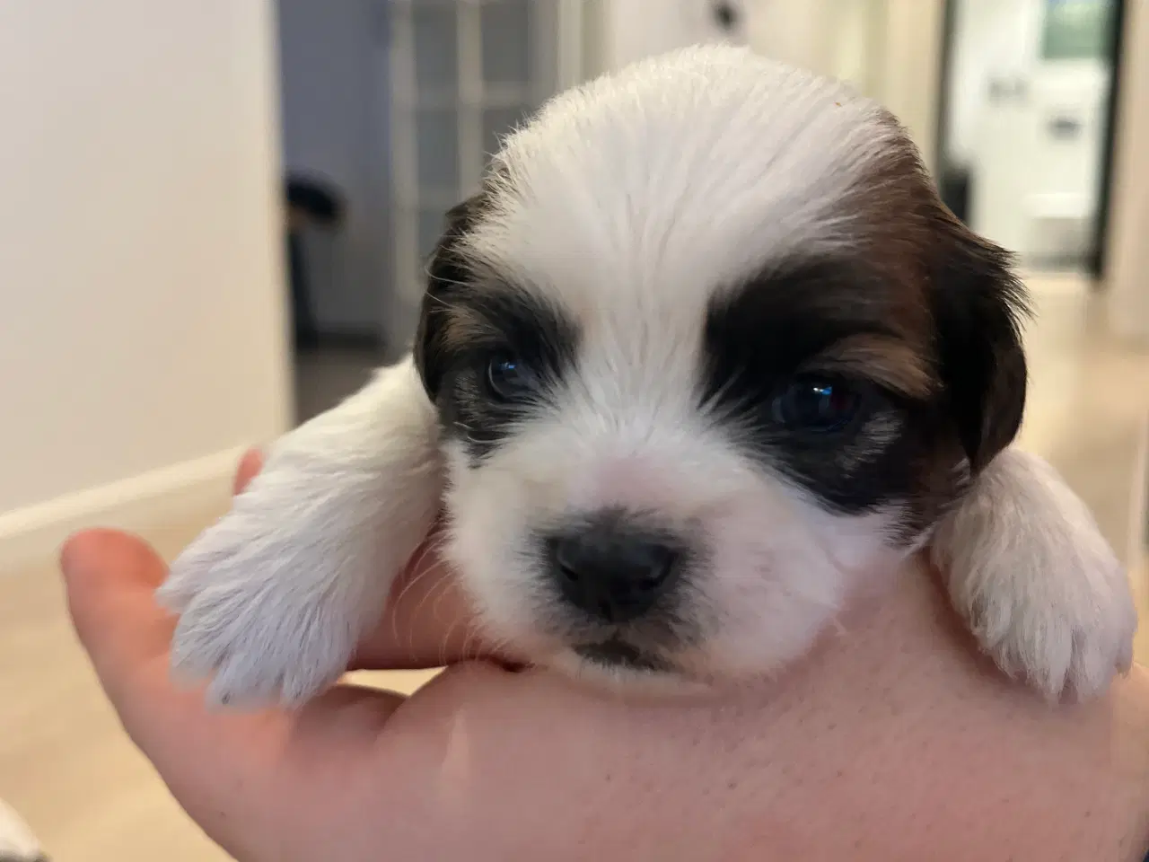 Billede 1 - Malteser/Shih Tzu hvalpe til salg