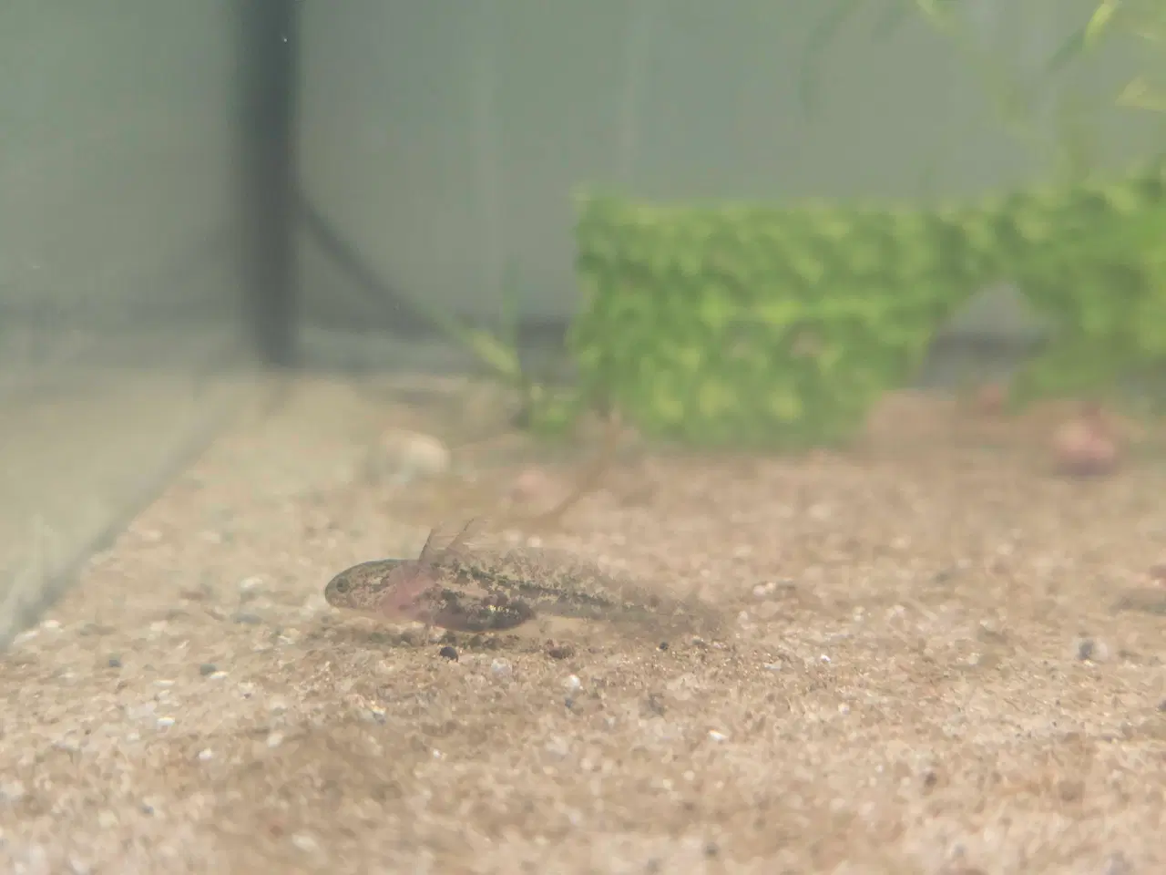 Billede 10 - Axolotl unger fra kendte linjer 