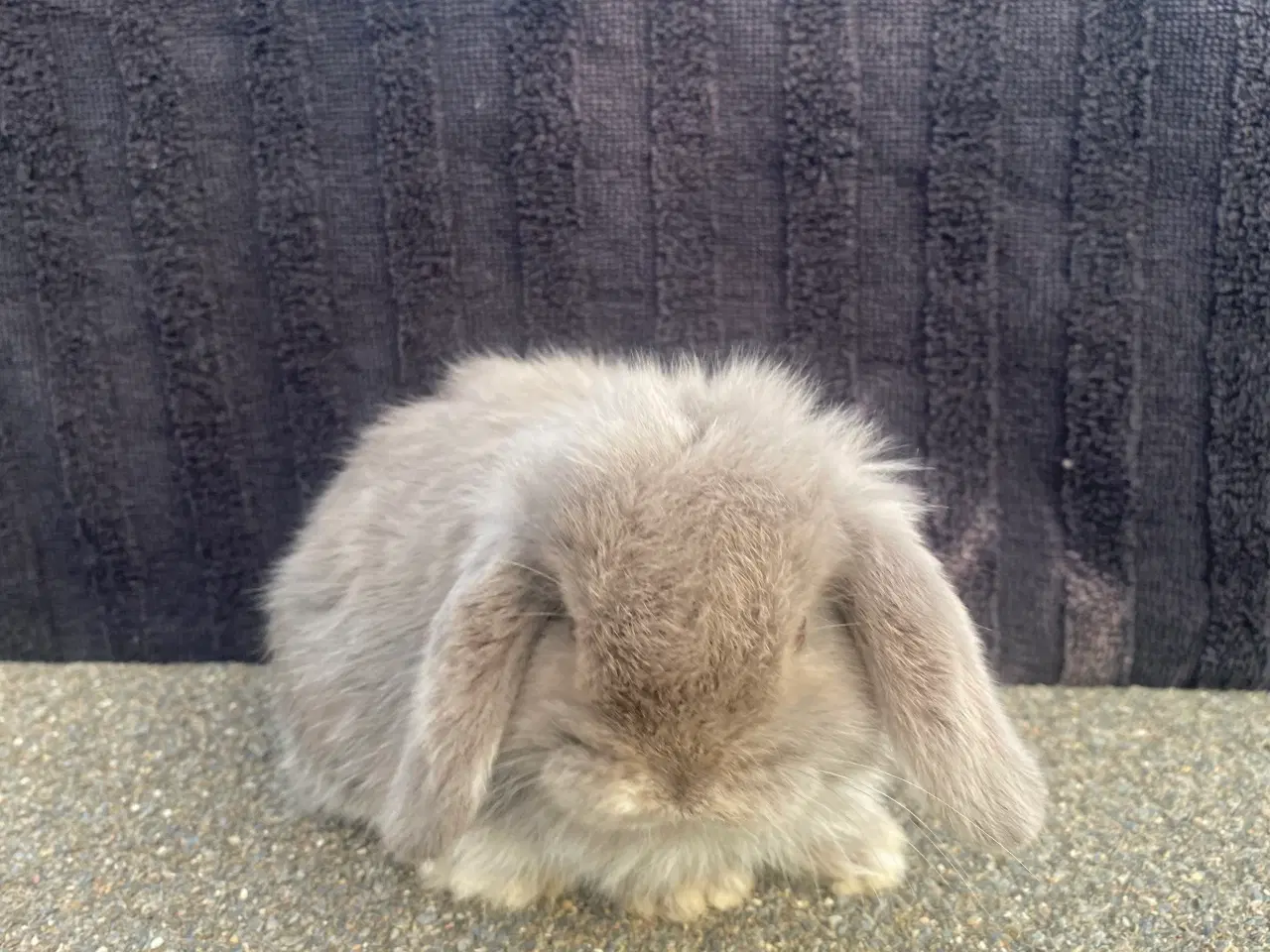 Billede 6 - Mini lop kaninunge dreng 