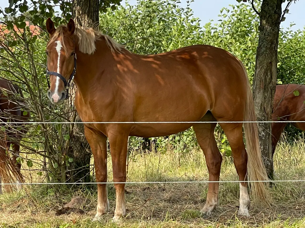 Billede 8 - Super lækker og charmerende føl (kan afdrages)