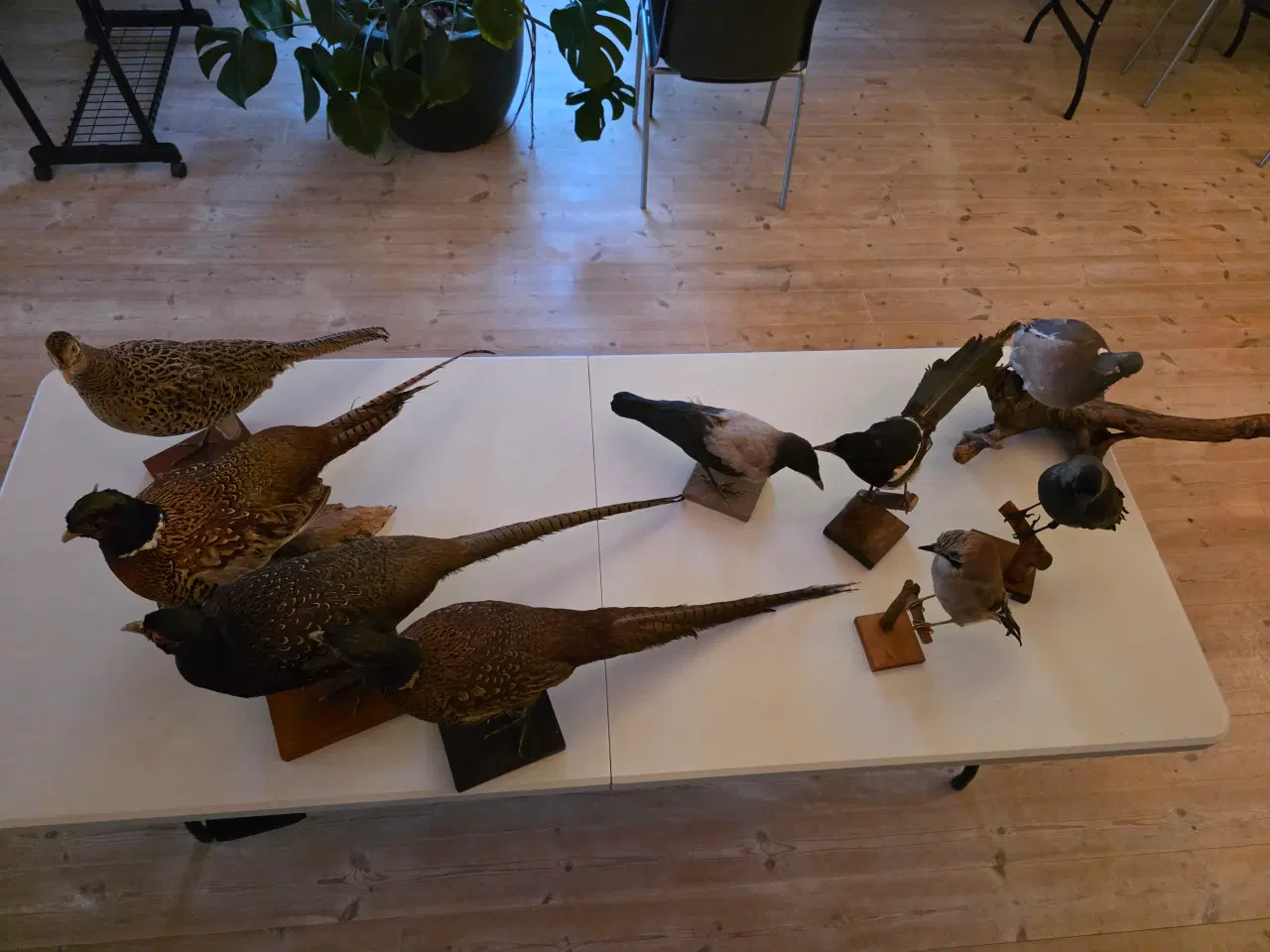 Billede 1 - Fasaner, Kragefugle og due, samlet eller opdelt