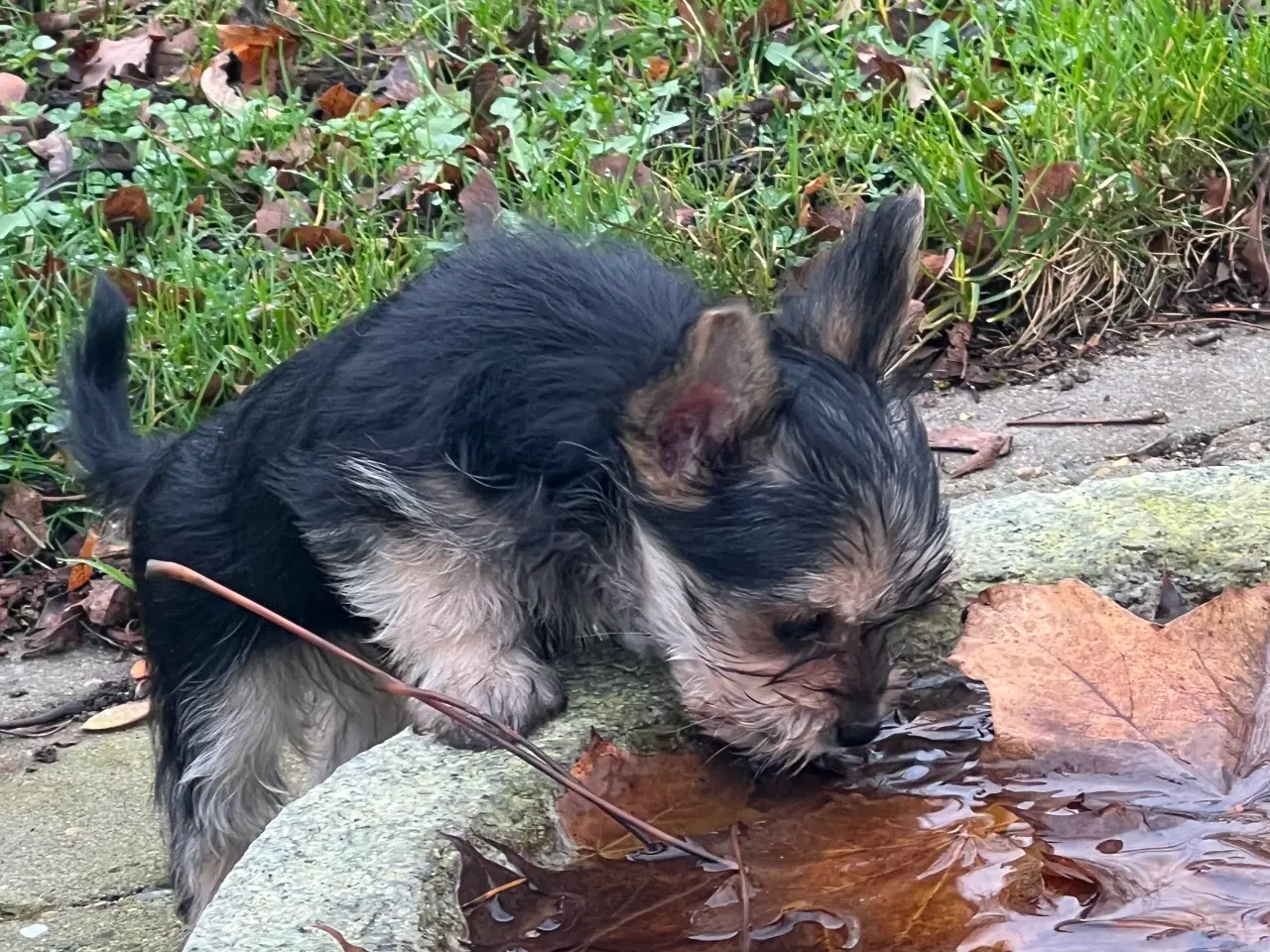 Billede 2 - Yorkshireterrier hvalpe sælges