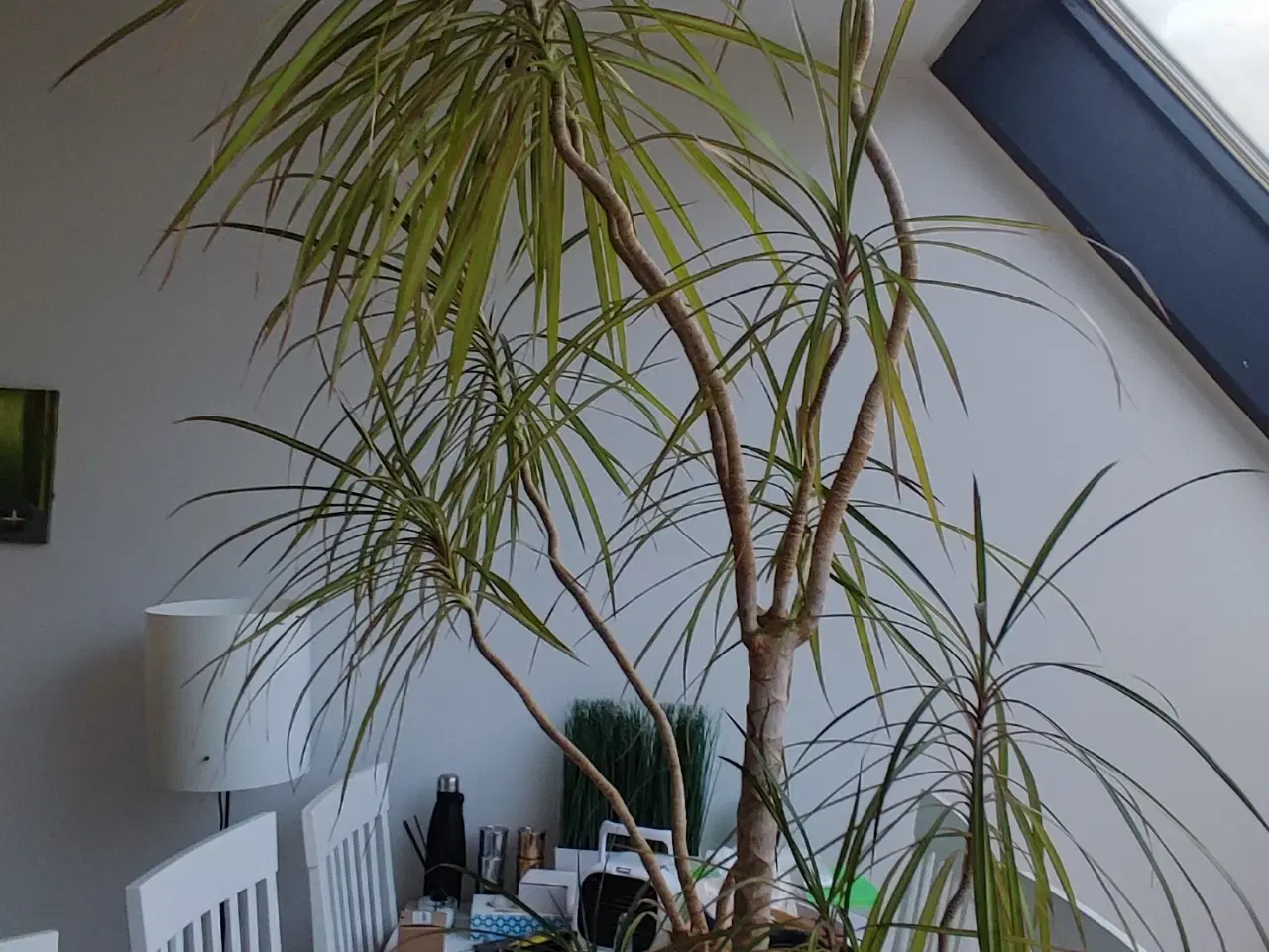 Billede 5 - Dracaena, Stueplante