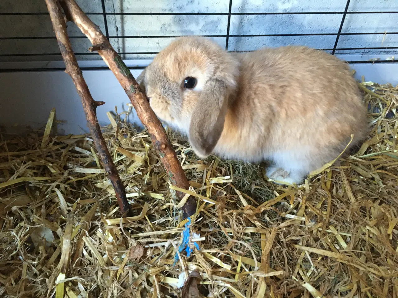 Billede 2 - Emil søger et kærligt hjem