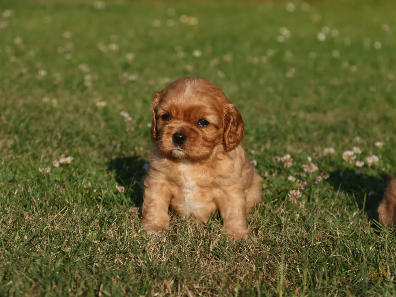 Billede 9 - cavalier king charles spaniel