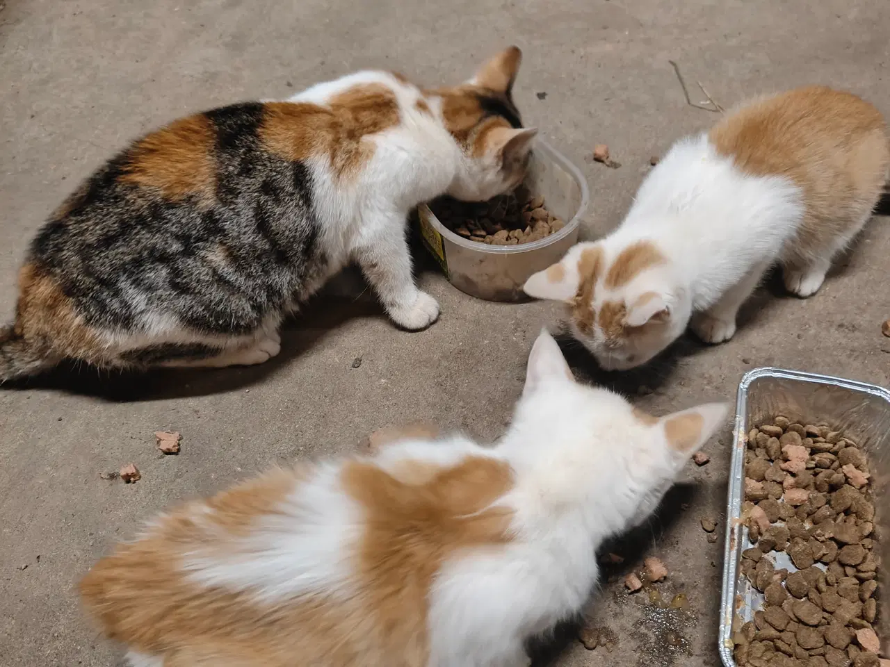 Billede 1 - Katte gives bort