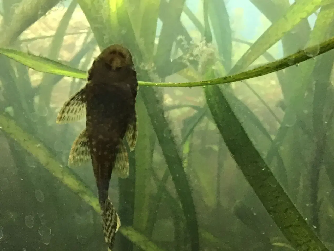 Billede 1 - Maller. Ancitrus