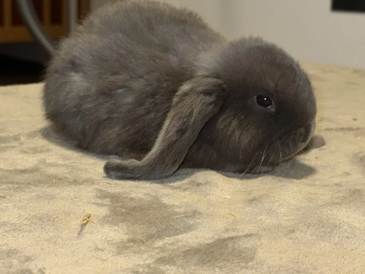 Billede 6 - Fransk vædder kanin unger 