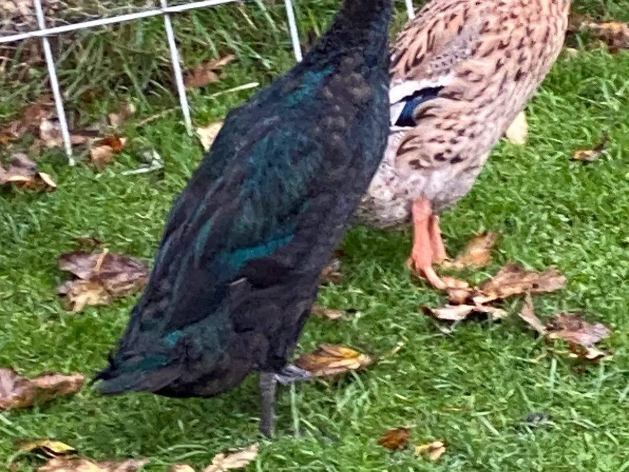 Billede 7 - Løbe ænder