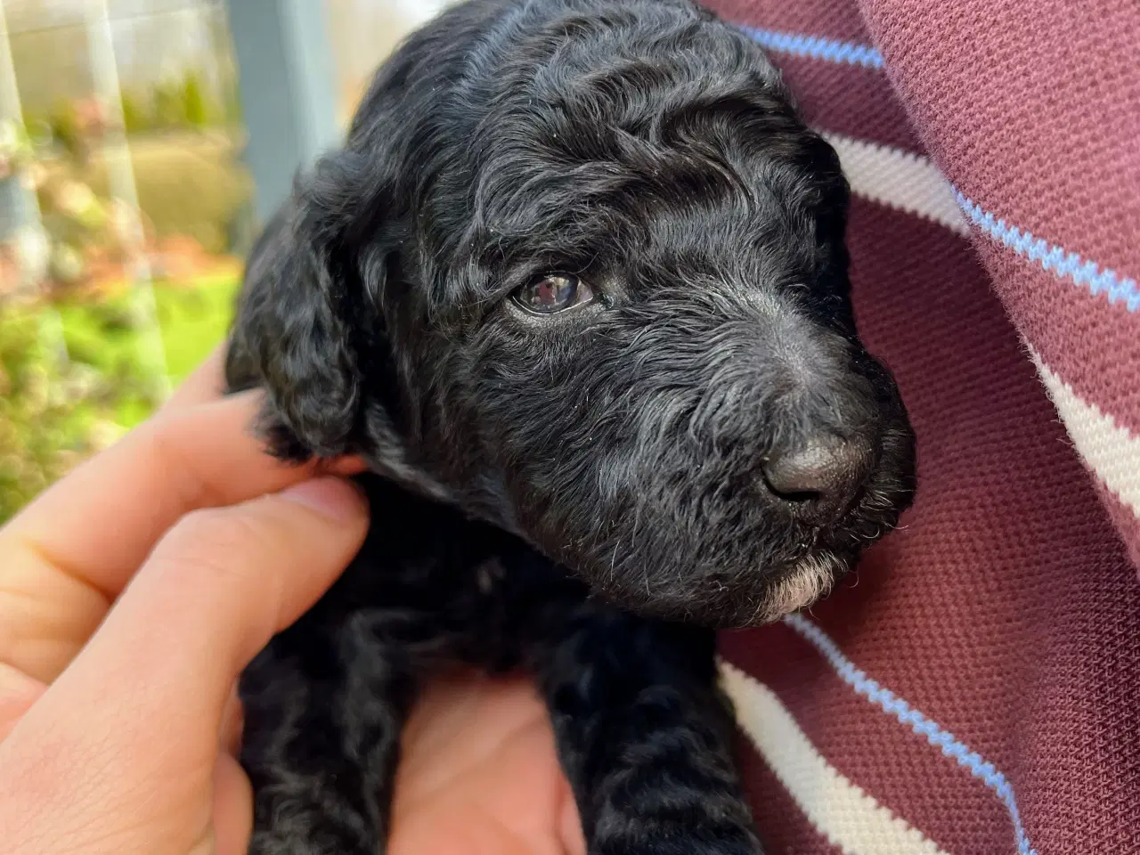 Billede 1 - Cockerpoo f1b