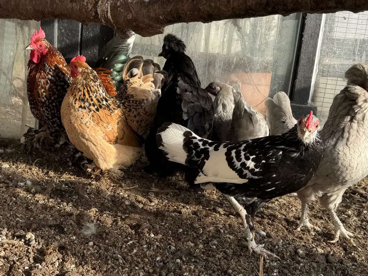 Billede 1 - Dværg høns
