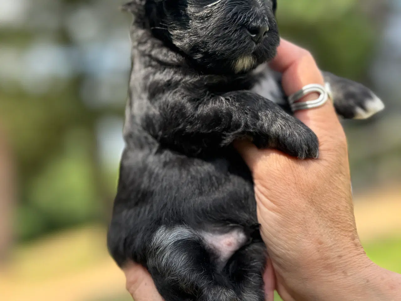 Billede 2 - 22 august er der Lhasa Doodle klar til at flytte
