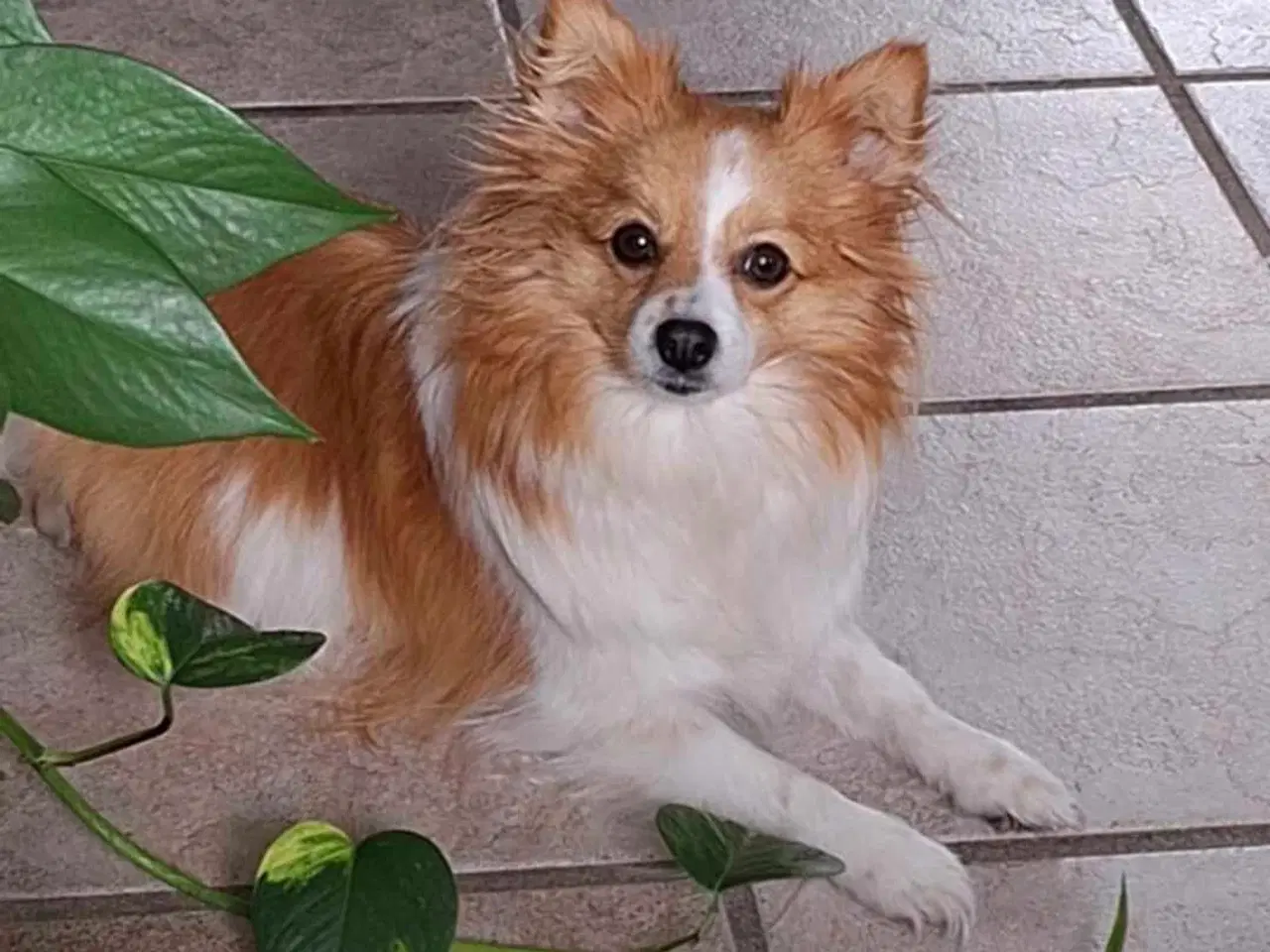 Billede 2 - Fire smukke pomeranian hvalpe 🐾