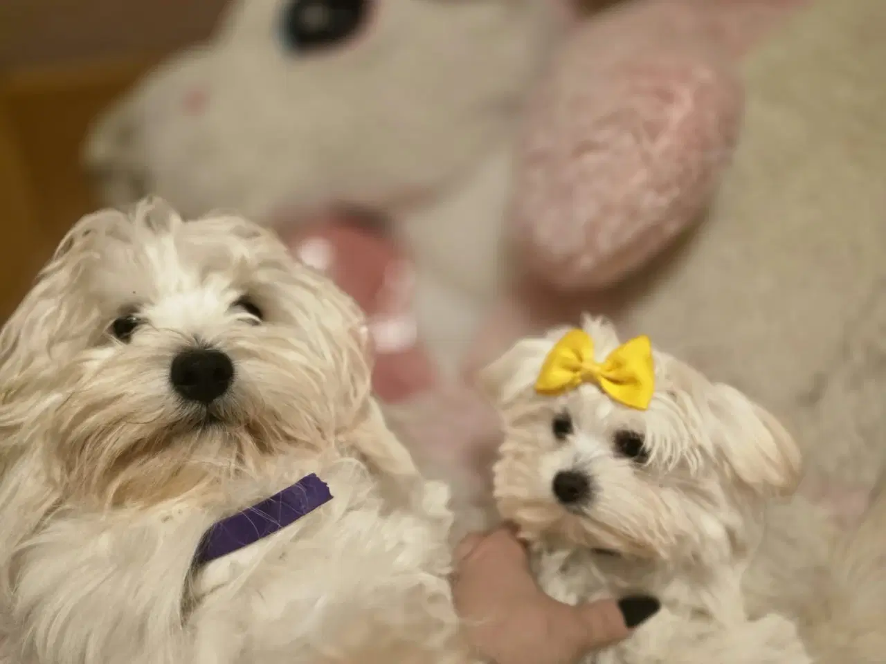 Billede 14 - Bichon-hvalpe søger nye hjem .