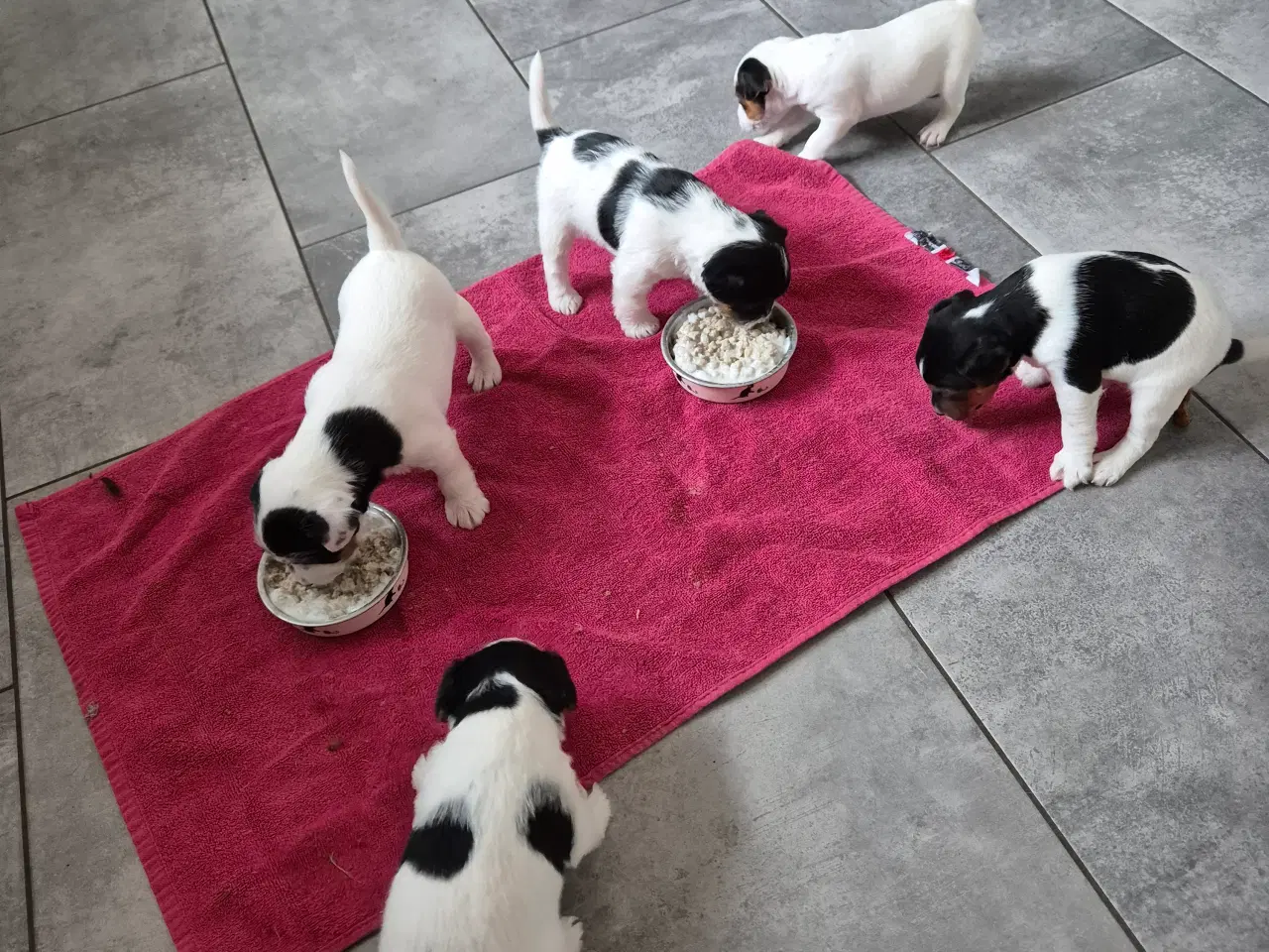 Billede 2 - Jack Russel terrier hvalpe. født 15/1 2026.