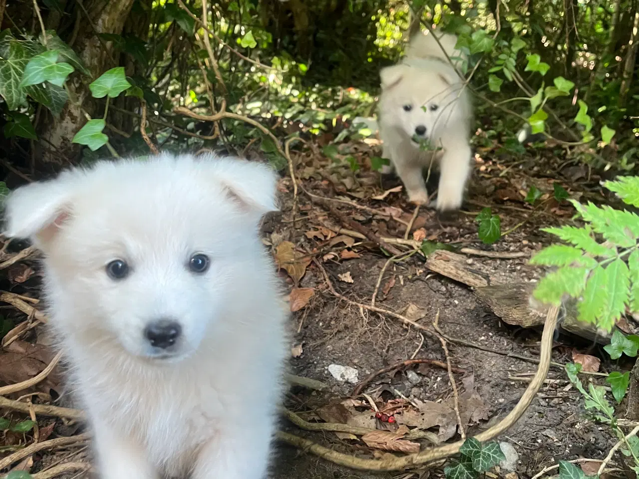 Billede 13 - Hunde hvalpe - Japansk spids