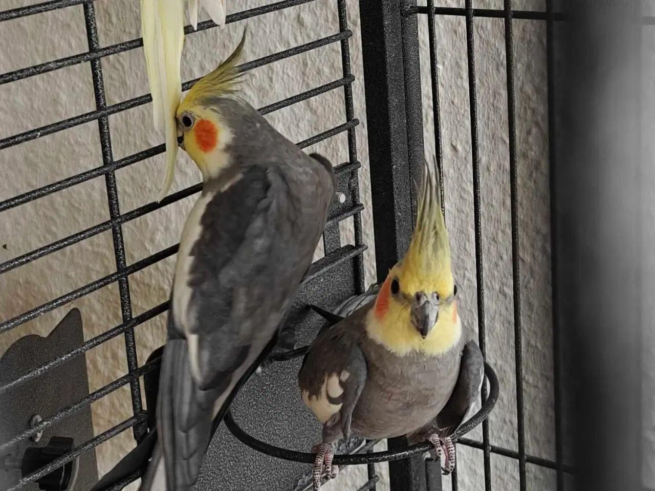 Billede 3 - Nymfeparakitter 