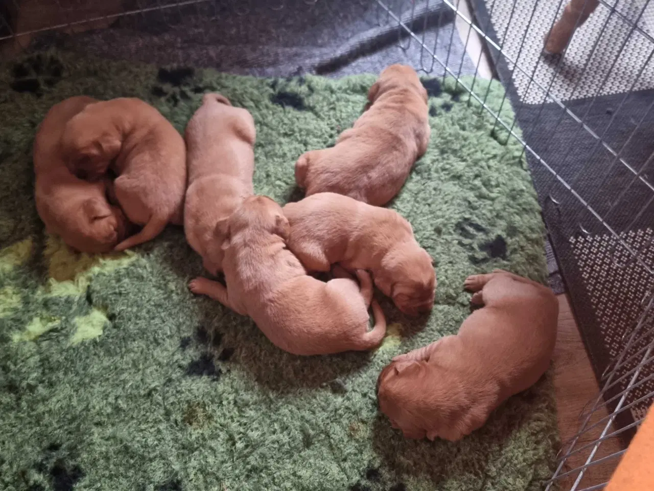 Billede 5 - Fox Red labrador 