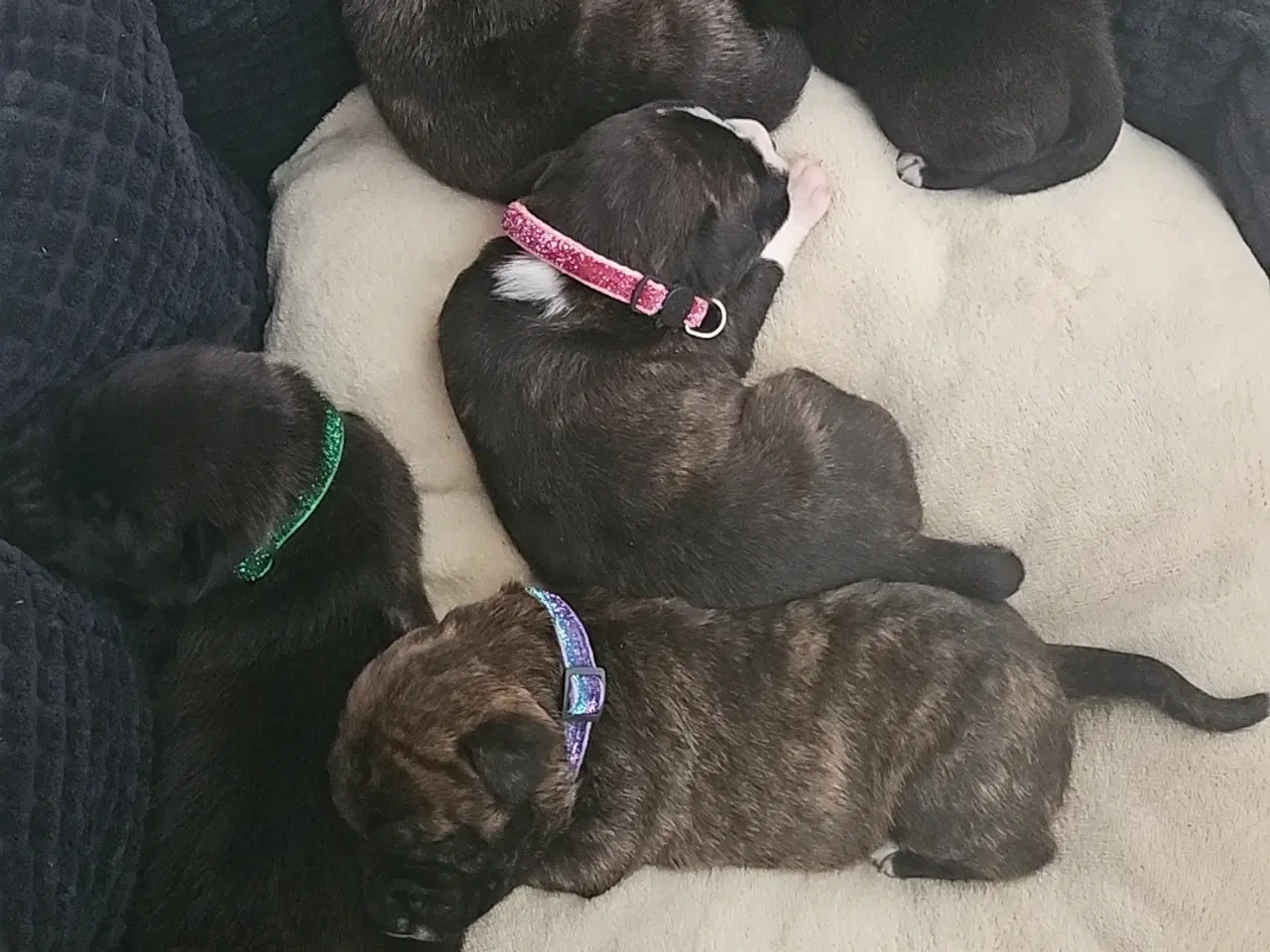 Billede 7 - 🐾 Staff Shiba inu Mix 🐾 