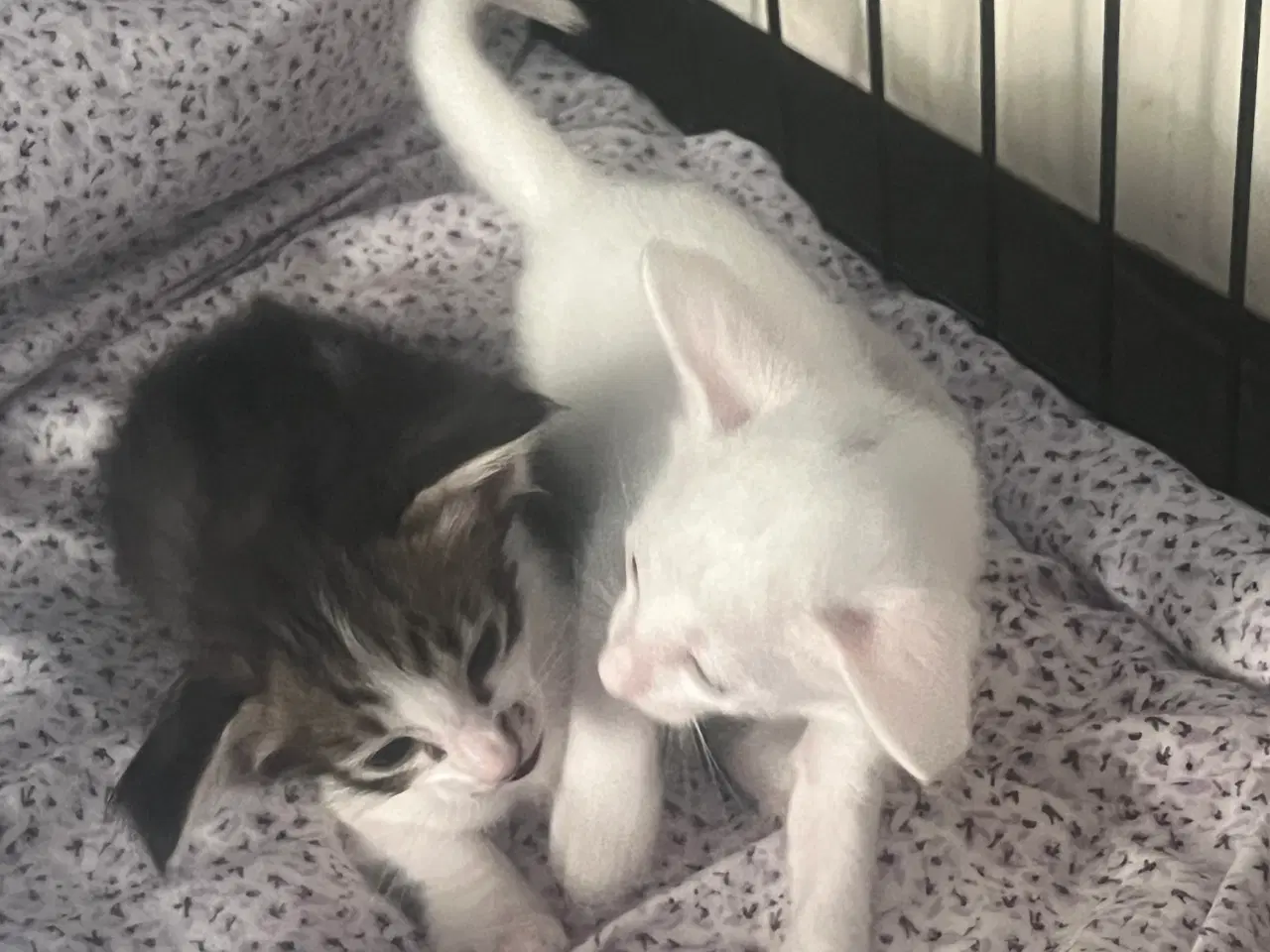 Billede 4 - Orientaler/ balineser 