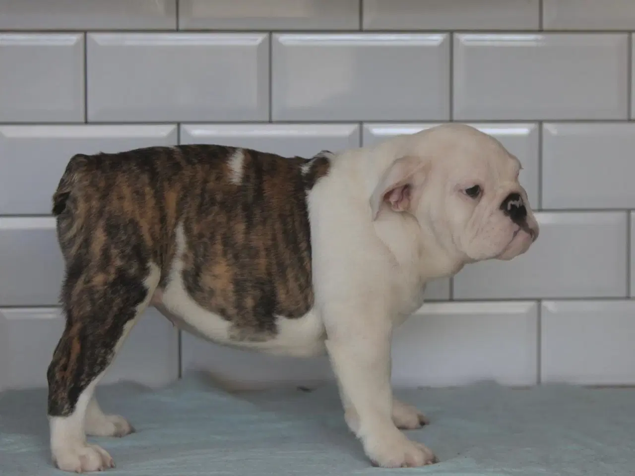 Billede 2 - Engelsk Bulldog hvalp