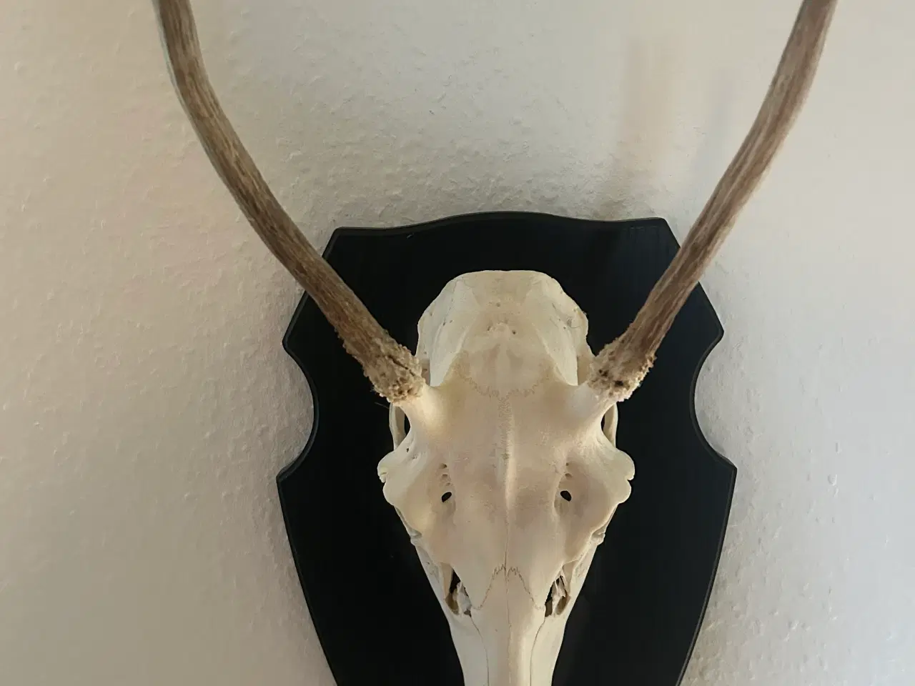 Billede 1 - Krondyr opstars