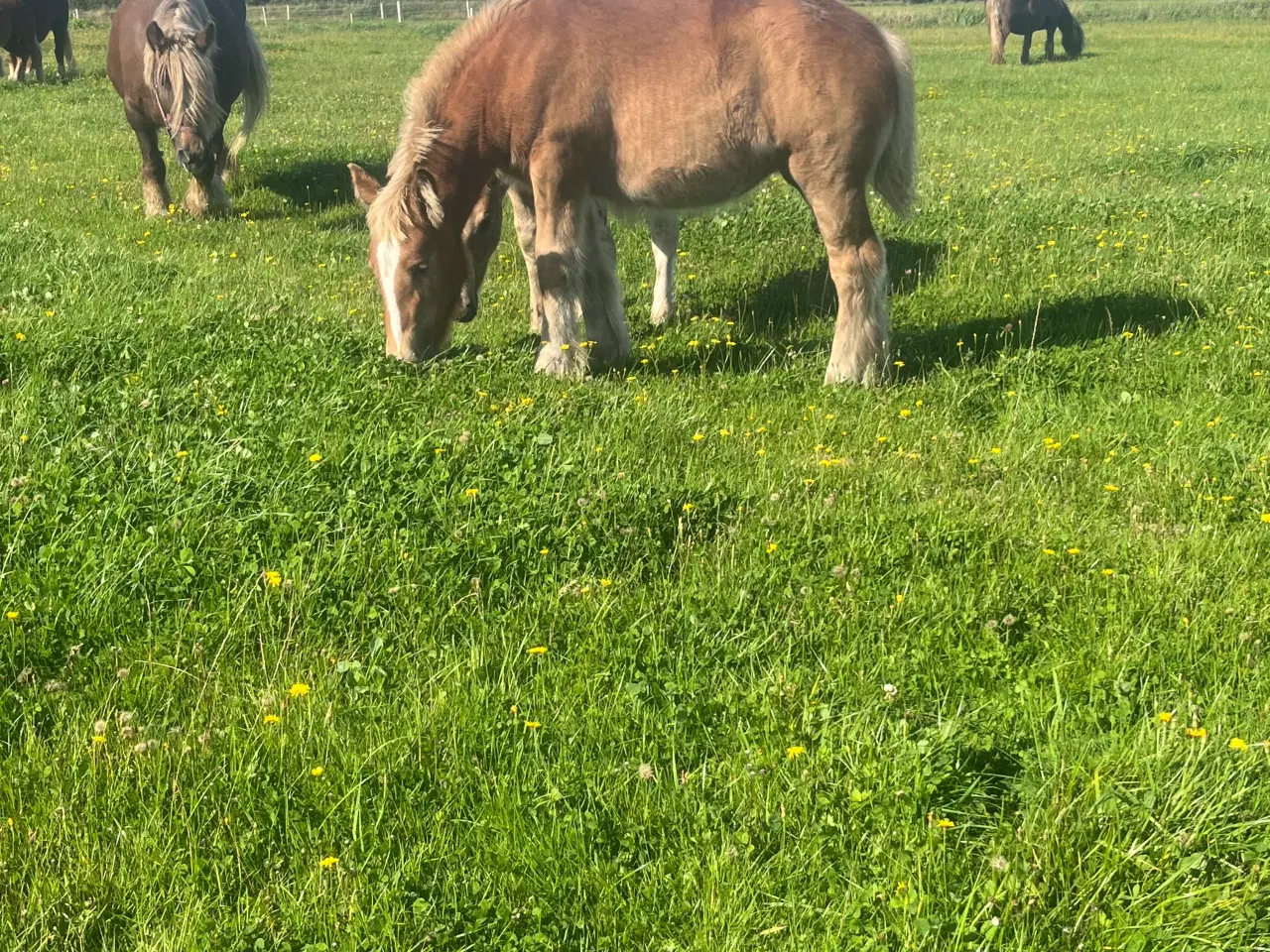 Billede 4 - Jyde hoppeføl