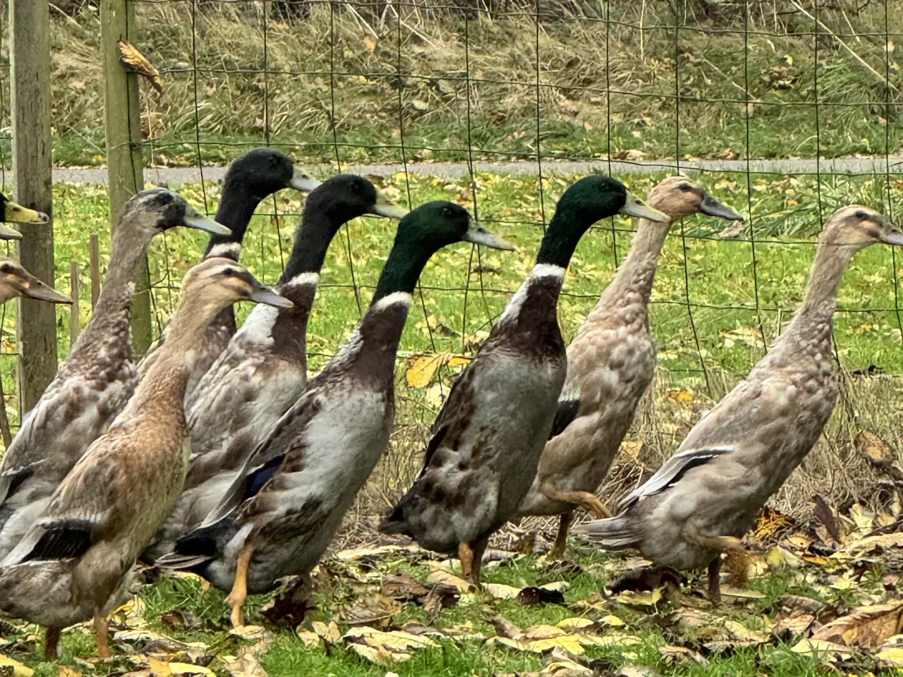 Billede 4 - Løbeænder sælges parvis